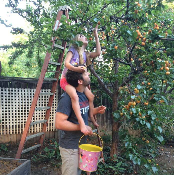 picking apricots