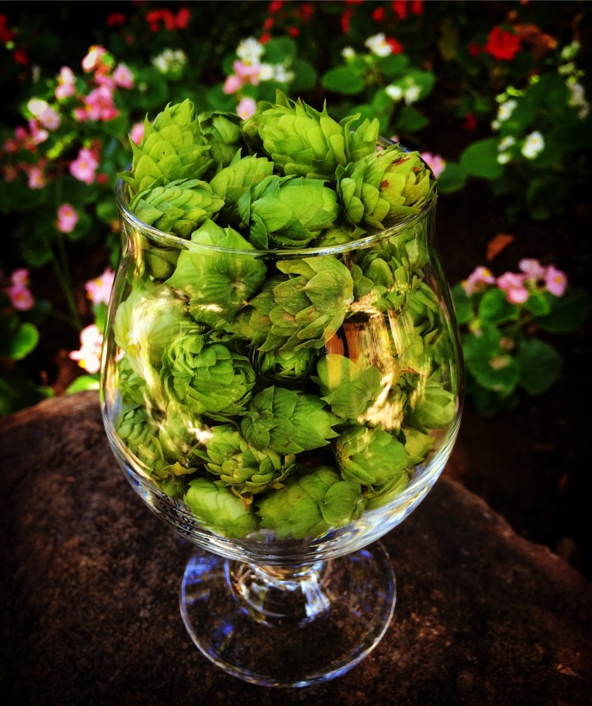 cascade hops