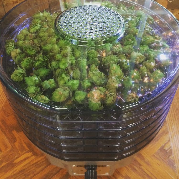 drying hops