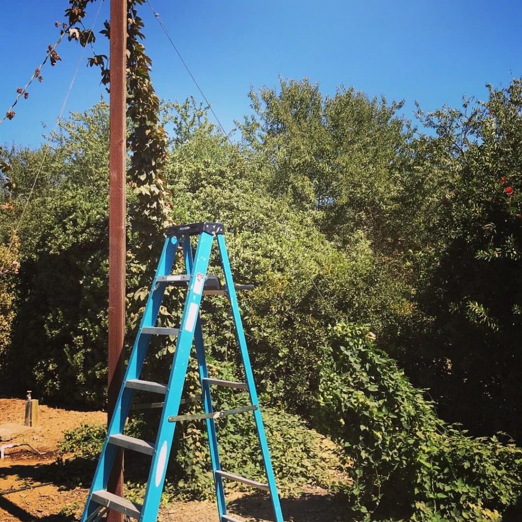 planting hops